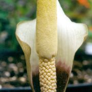 Image of Amorphophallus preussii  (Engl.) N.E. Br..