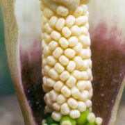 Image of Amorphophallus preussii  (Engl.) N.E. Br..