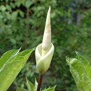 Image of Amorphophallus prolificus  Hett. & A. Galloway.