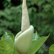 Image of Amorphophallus prolificus  Hett. & A. Galloway.