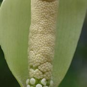 Image of Amorphophallus prolificus  Hett. & A. Galloway.