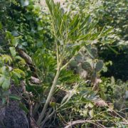 Image of Amorphophallus pseudoharmandii  Hett. & C. Claudel.