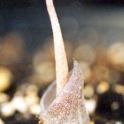 Image of Amorphophallus pusillus  Hett. & Serebryanyi.