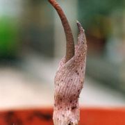 Image of Amorphophallus pusillus  Hett. & Serebryanyi.