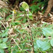 Image of Amorphophallus putii  Gagn..