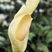 Image of Amorphophallus putii  Gagn..