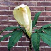 Image of Amorphophallus putii  Gagn..