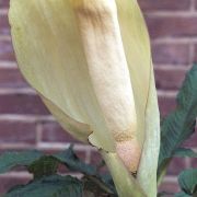 Image of Amorphophallus putii  Gagn..