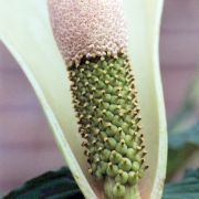 Image of Amorphophallus putii  Gagn..