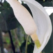 Image of Amorphophallus putii  Gagn..