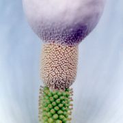 Image of Amorphophallus putii  Gagn..