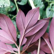 Image of Amorphophallus pygmaeus  Hett..