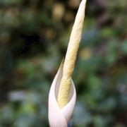 Image of Amorphophallus pygmaeus  Hett..