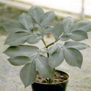 Image of Amorphophallus pygmaeus  Hett..