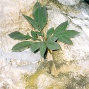 Image of Amorphophallus pygmaeus  Hett..