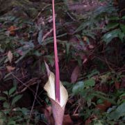 Image of Amorphophallus ranchanensis  Ipor, Tawan, A.Simon, Meekiong & Fuad.