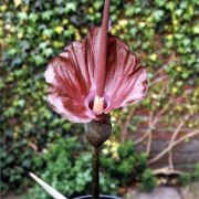 Image of Amorphophallus richardsiae  Ittenb..