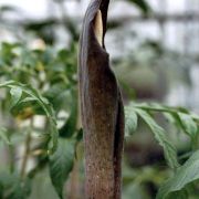 Image of Amorphophallus rugosus  Hett. & A. Lamb.