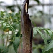 Image of Amorphophallus rugosus  Hett. & A. Lamb.