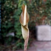 Image of Amorphophallus sagittarius  Steen..