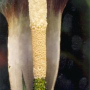 Image of Amorphophallus sagittarius  Steen..