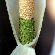 Image of Amorphophallus sagittarius  Steen..