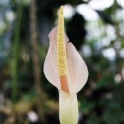 Image of Amorphophallus salmoneus  Hett..