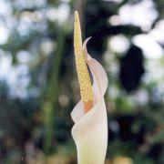 Image of Amorphophallus salmoneus  Hett..