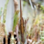 Image of Amorphophallus saraburiensis  Gagn..