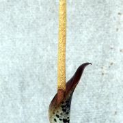 Image of Amorphophallus saraburiensis  Gagn..