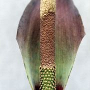 Image of Amorphophallus saraburiensis  Gagn..