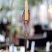 Image of Amorphophallus saraburiensis  Gagn..