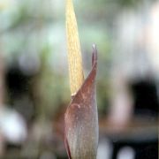 Image of Amorphophallus saraburiensis  Gagn..