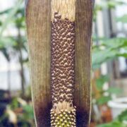 Image of Amorphophallus saraburiensis  Gagn..