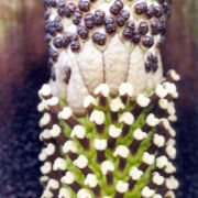 Image of Amorphophallus saraburiensis  Gagn..