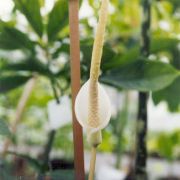 Image of Amorphophallus saururus  Hett..