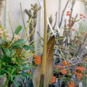 Image of Amorphophallus scutatus  Hett. & T.C. Chapman.