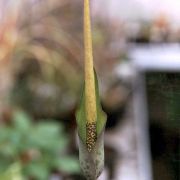 Image of Amorphophallus scutatus  Hett. & T.C. Chapman.