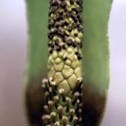 Image of Amorphophallus scutatus  Hett. & T.C. Chapman.