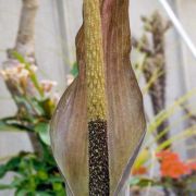 Image of Amorphophallus scutatus  Hett. & T.C. Chapman.