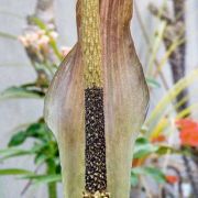 Image of Amorphophallus scutatus  Hett. & T.C. Chapman.