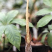 Image of Amorphophallus scutatus  Hett. & T.C. Chapman.