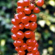 Image of Amorphophallus scutatus  Hett. & T.C. Chapman.