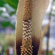 Image of Amorphophallus scutatus  Hett. & T.C. Chapman.