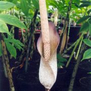 Image of Amorphophallus scutatus  Hett. & T.C. Chapman.