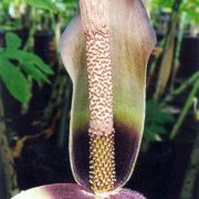 Image of Amorphophallus scutatus  Hett. & T.C. Chapman.