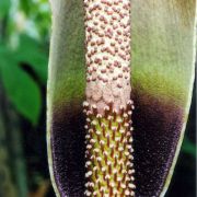 Image of Amorphophallus scutatus  Hett. & T.C. Chapman.