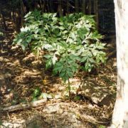 Image of Amorphophallus scutatus  Hett. & T.C. Chapman.