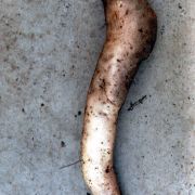 Image of Amorphophallus scutatus  Hett. & T.C. Chapman.