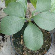 Image of Amorphophallus serrulatus  Hett. & A. Galloway.